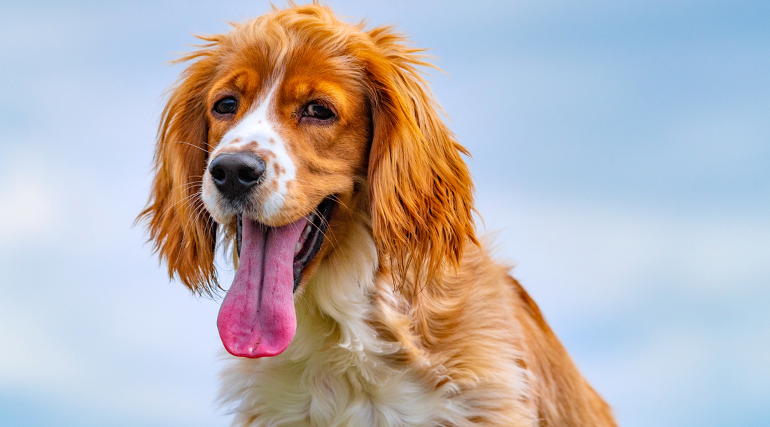 Cocker Spaniel Puppy looking very hot with their tongue hanging out panting against a blue sky