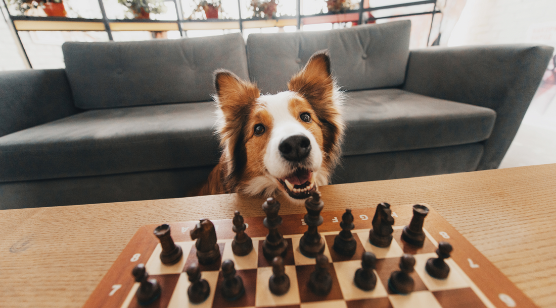Border Collie looking at a chess board curiously and ready to play