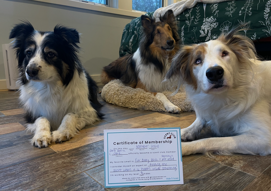 3 blind dogs looking proudly outwards with their Hide&Scent Membership Certificate in Front of Them