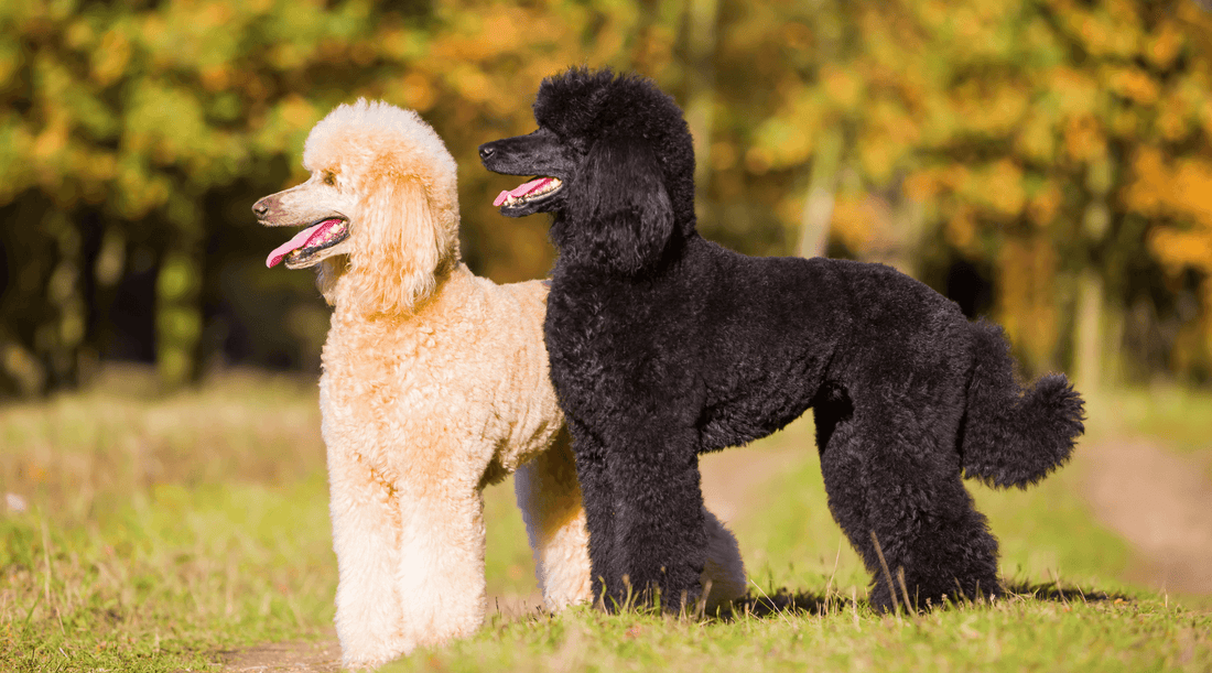 Puddle Pet Poodles: Types, History, Care, Health & Training Guide – Hide&Scent