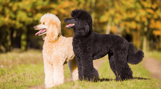 Poodles: Types, History, Care, Health & Training Guide