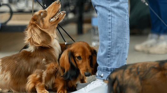 Long Haired Dachshund: Care, Temperament, Breeders & More - Hide&Scent