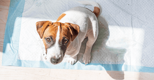 Jack Russell Terrier sitting on a pee pad learning how to use it
