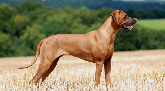 The Rhodesian Ridgeback Dog Breed: Everything You Need to Know