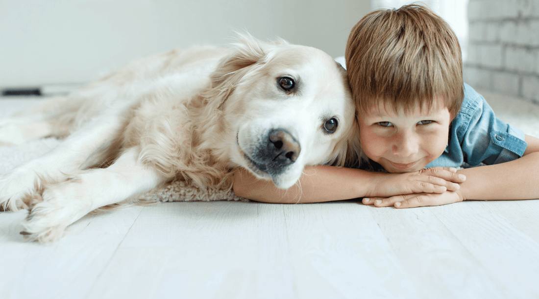 Golden Retriever lying beside a young boy