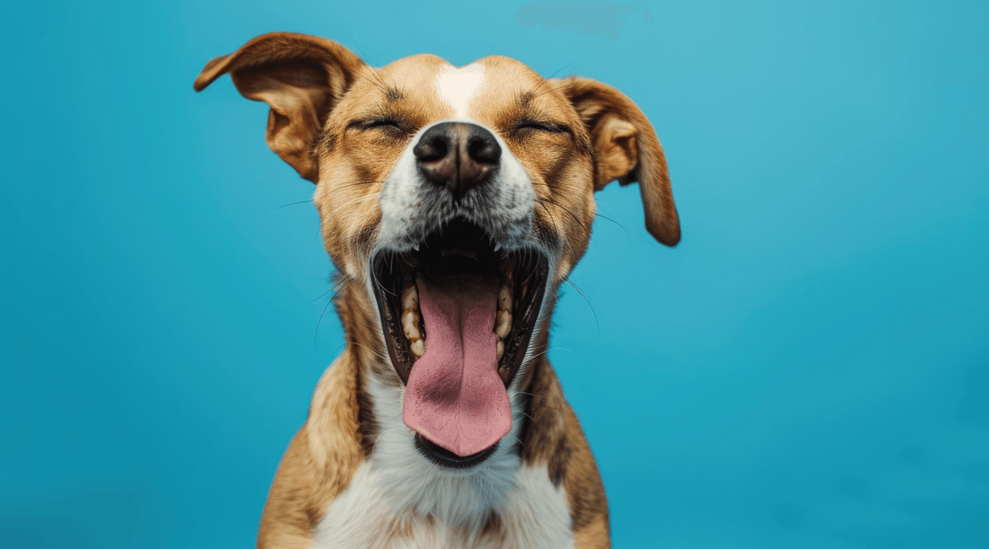 Mixed breed dog with their mouth open getting ready to sneeze