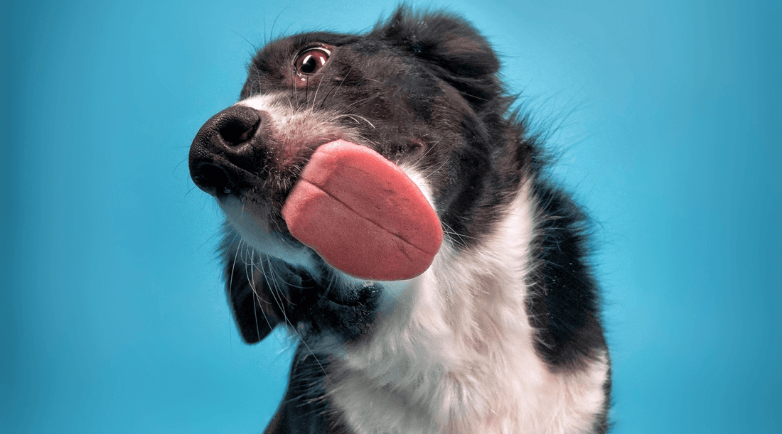 Border Collie Dog Breed licking the camera lens