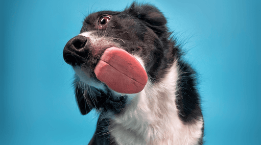 Border Collie Dog Breed licking the camera lens