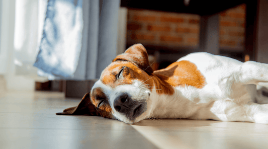 Jack Russell Terrier Dog sleeping in the sun inside