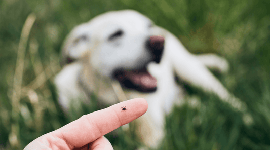Close-up a tick on a human finger, with a yellow Labrador lying in the grass in the background.