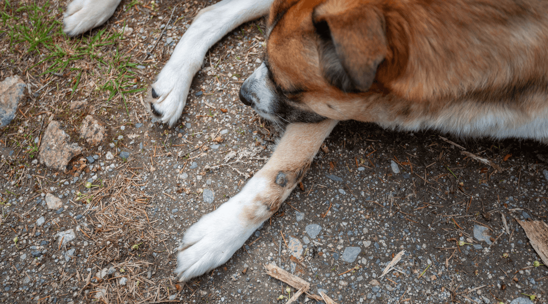 Mixed breed dog laying down with hot spots all over their legs