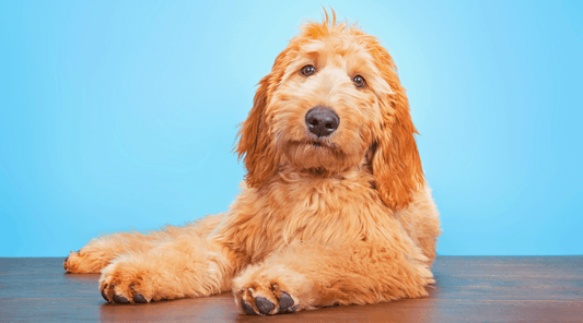 Hypoallergenic dog breed - Doodle