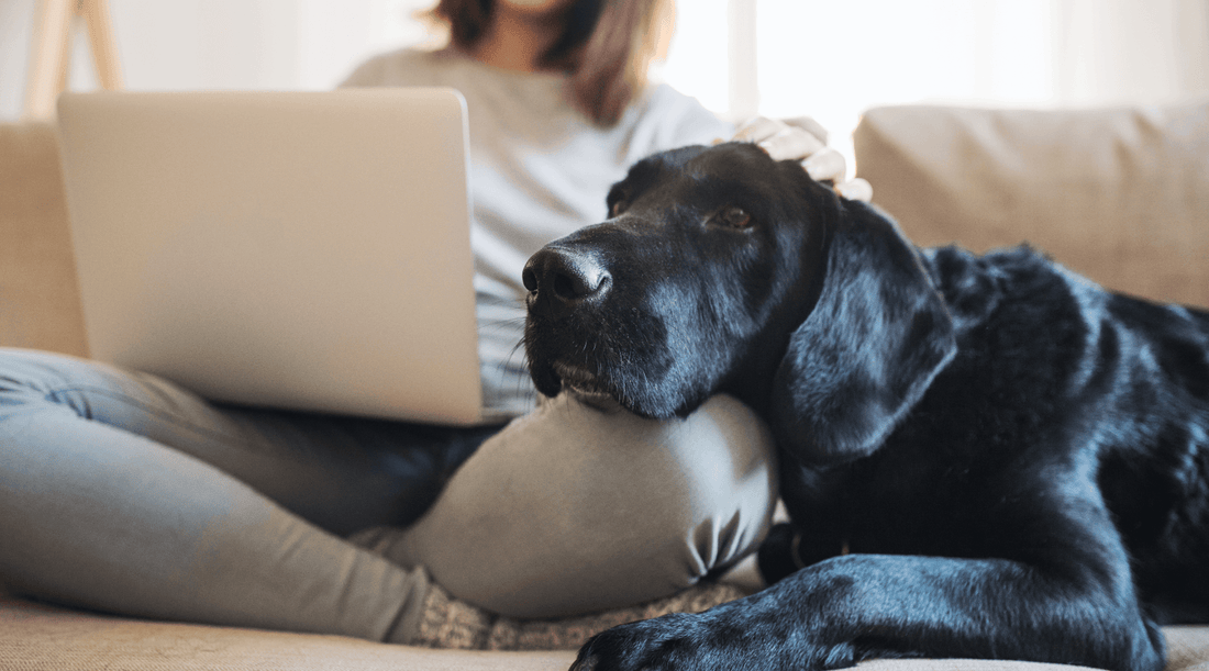 Black Great Dane resting its head on a woman's knee while sitting on the couch with a laptop open