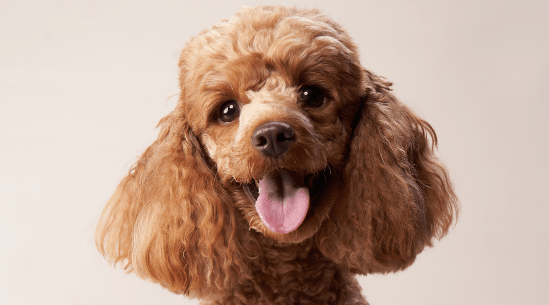 Blond Toy Poodle panting and looking curious at the camera, full of energy and excitement