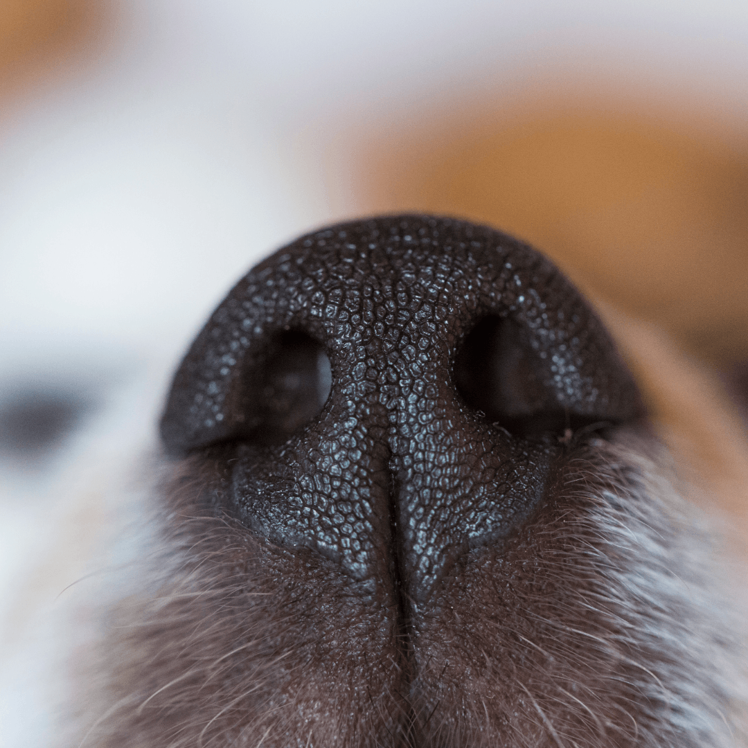 Close-up of a black dog's nose, highlighting its textured surface and nostrils.