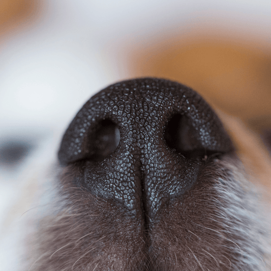 Close-up of a black dog's nose, highlighting its textured surface and nostrils.