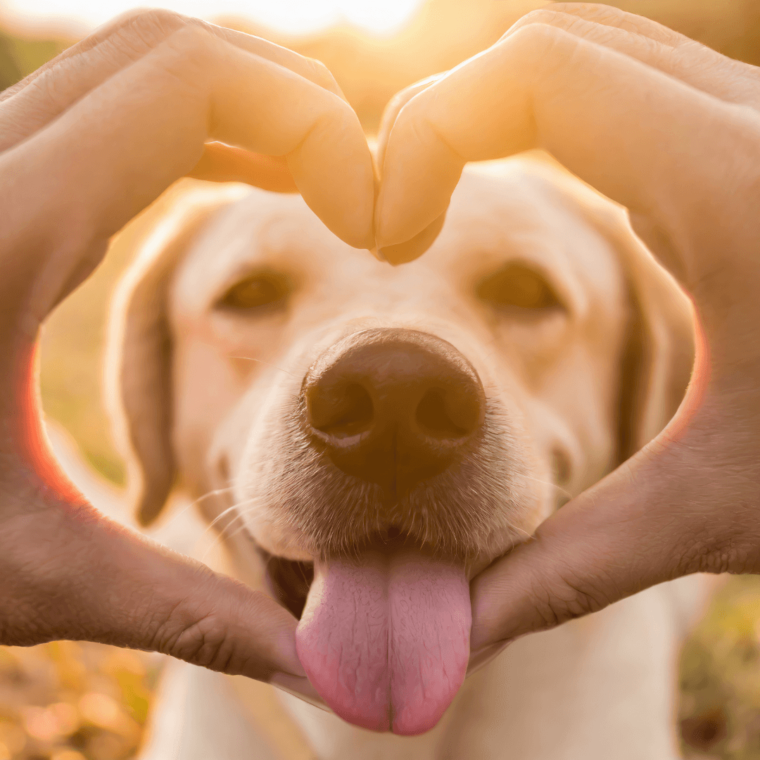 Hands making a heart shape with a labrador retriever head in the middle