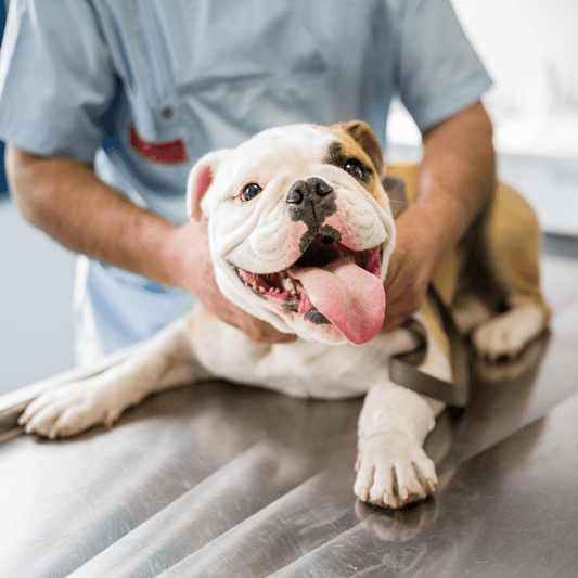 Male veterinarian examining adult bulldog with tongue out during a routine check-up.