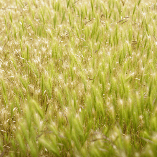 Field of foxtails