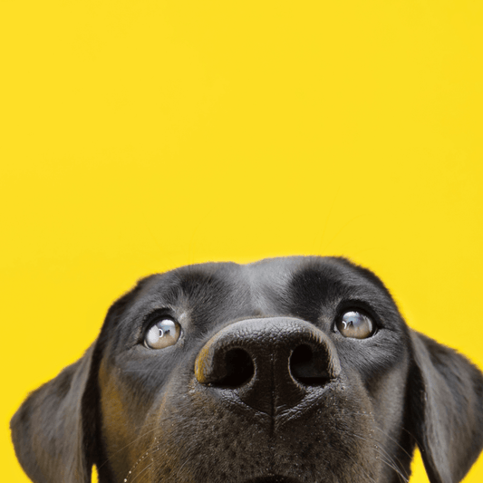  Black Labrador peeking up from the bottom of the picture with curious expressions