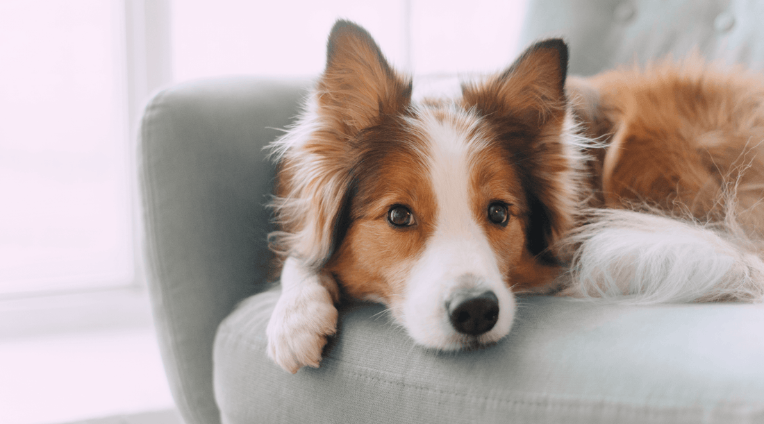 Sheltie dog lying on the couch indoors, looking bored 