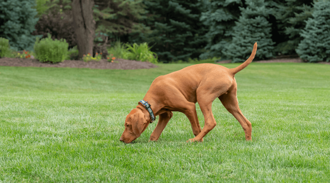 Vizsla tracking a scent trail outside on the grass