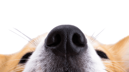 10 Amazing Things Dogs Can Do with Their Sense of Smell - Hide&Scent