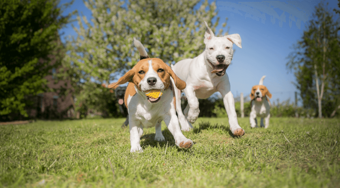 Beagle and mixed breed dog playing with a ball outdoors, enjoying a fun and active moment