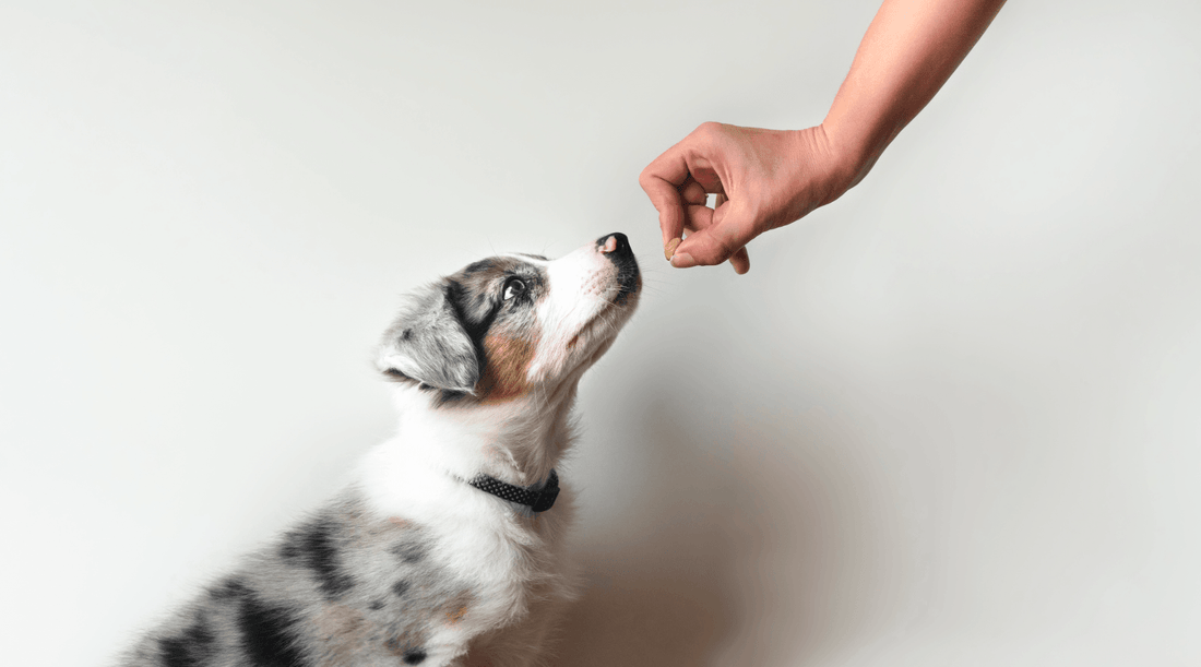 Puppy looks up at a hand holding a treat