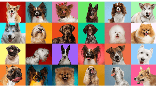 Top 30 dog breeds, featuring popular breeds like Labrador Retriever, Poodle, German Shepherd, and Beagle