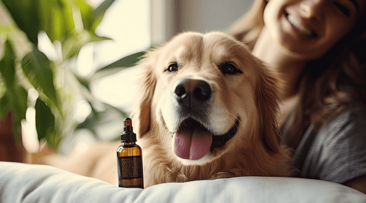 Calm Golden Retriever with female owner, both looking at a dropper bottle together.