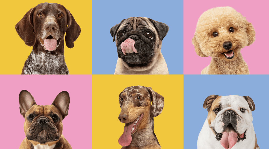 Group of six popular dog breeds including Poodle, Pug, Bulldog, and German Shorthaired Pointer