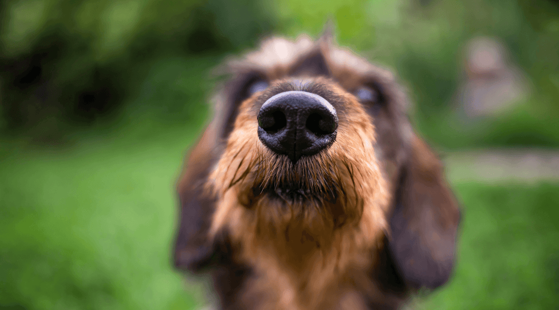 Close up of a fawn wirehaired dachshunds nose