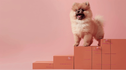 Pomeranian puppy perched atop stacked boxes with a soft pink background, exuding playful charm.
