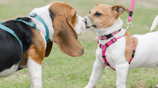 Basset Hound and mixed breed dog meeting on leash, noses together, with the mixed breed dog looking uncomfortable