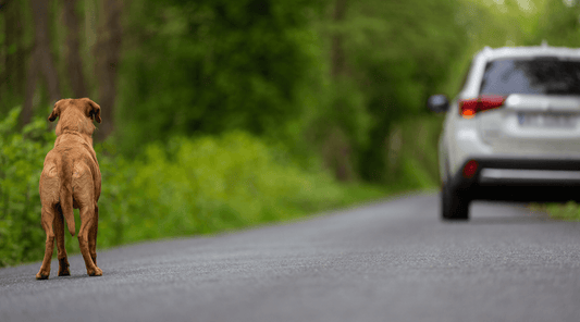 Mixed breed dog standing on the road looking at a passing car after running away, appearing lost and uncertain