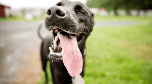 Mix breed dog panting outside on a hot day with their tongue sticking way out