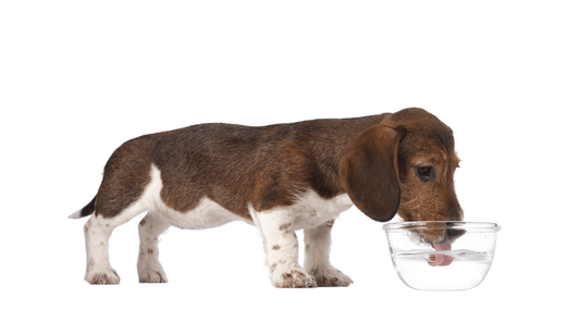 Puppy Dachshund drinking water out of a clear glass bowl