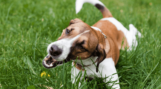 Mixed-breed dog munching on fresh green grass outdoors, enjoying a natural snack