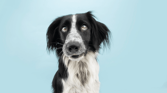 Border Collie looking guilty