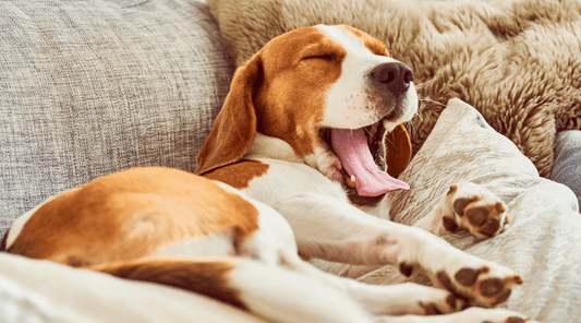 Beagle lying on the couch, yawning and looking relaxed