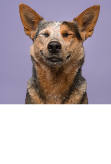 Portrait of an Australian Cattle Dog with eyes closed, looking happy against a purple background.