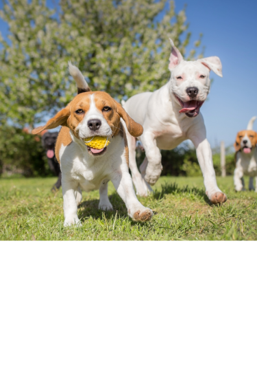Beagle and mixed-breed white dog playing and running in a dog park under the sunshine.
