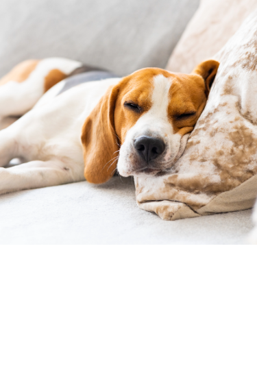 Beagle lying comfortably on a couch with its head resting on a velvet pillow.