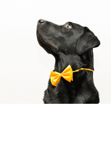 Handsome black Labrador wearing a yellow bowtie, looking proud in profile.