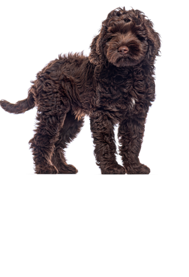 Brown Labradoodle puppy standing and looking curiously into the distance.