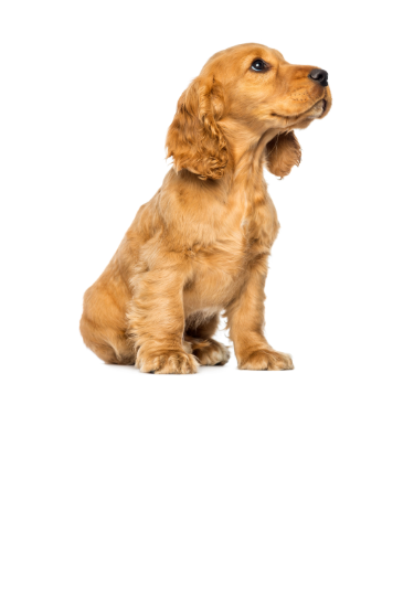 Golden Cocker Spaniel puppy sitting and looking cute.