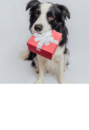 Border Collie holding a pink present box in it's mouth