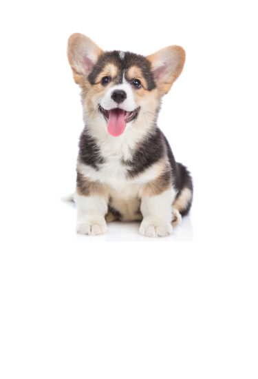 Tri-colored Corgi puppy sitting with its tongue out, looking cute and playful."