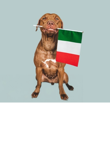 Dogue de Bordeaux holding an Italian flag in its mouth.